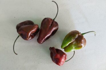 habaneros from michoacan. black/purple/chocolate habaneros