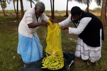 green chili recipe || new recipes || Villatic Foods