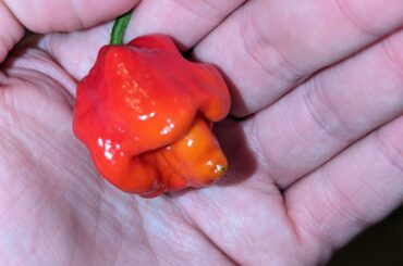 Trinidad scorpion tree just started to ripen it's fruit
