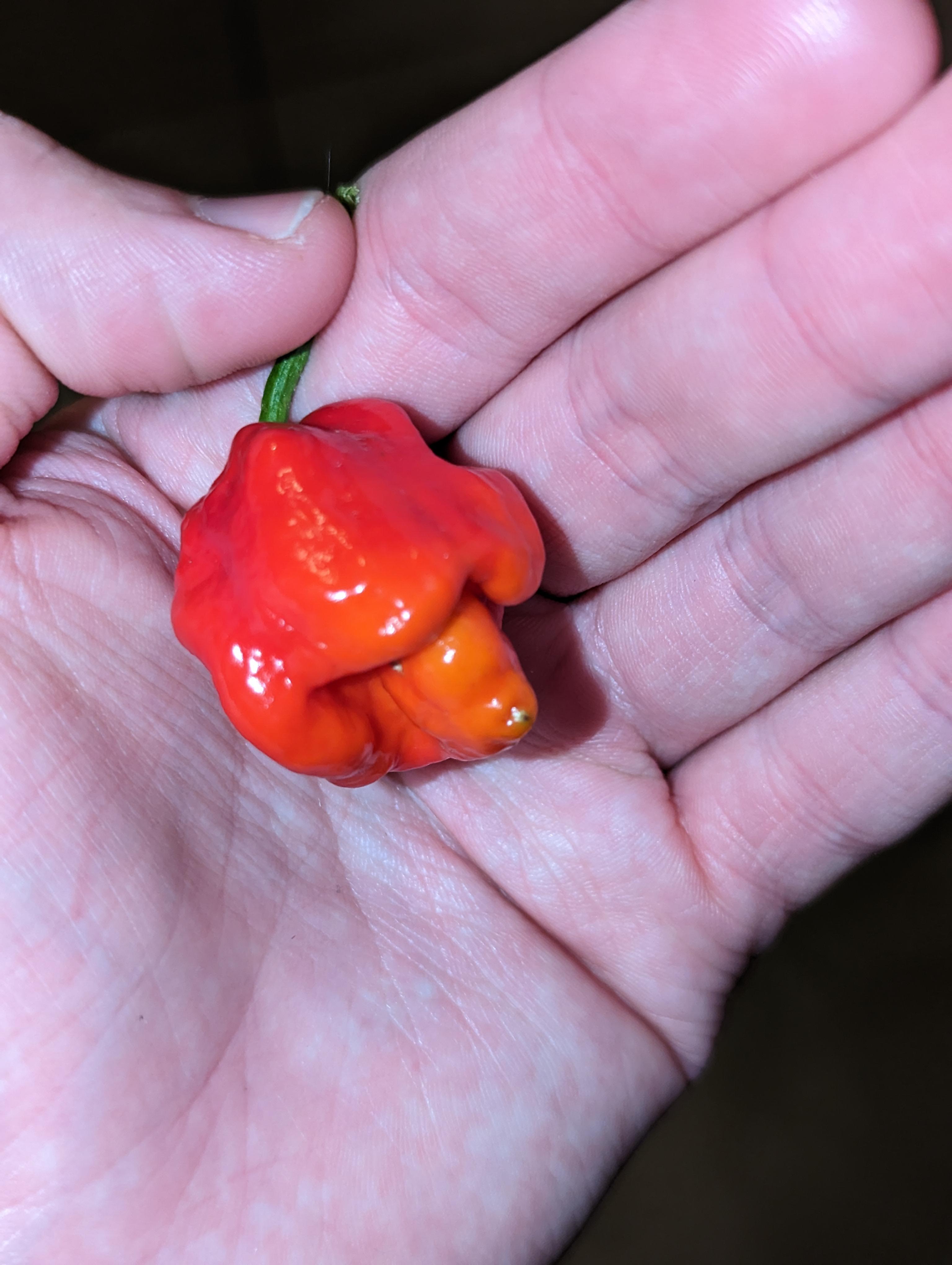 Trinidad scorpion tree just started to ripen it's fruit Chili Chili
