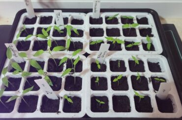 Seedling and what to do next?