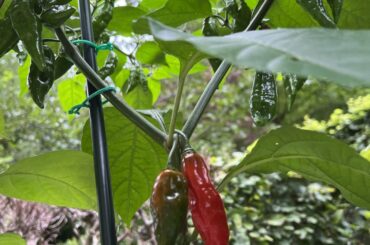 Longtime Lurker’s Smokey Red Salsa