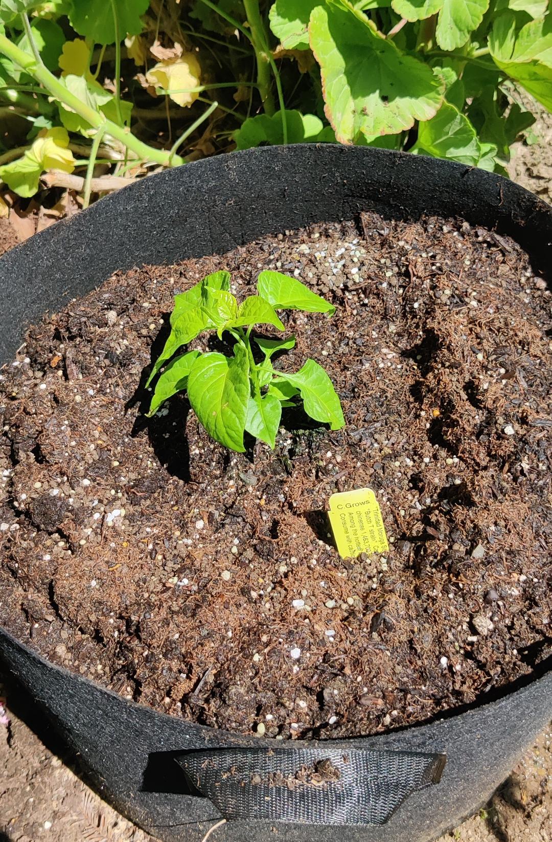 My four year old chocolate Ghost Pepper plant didn't survive the rough