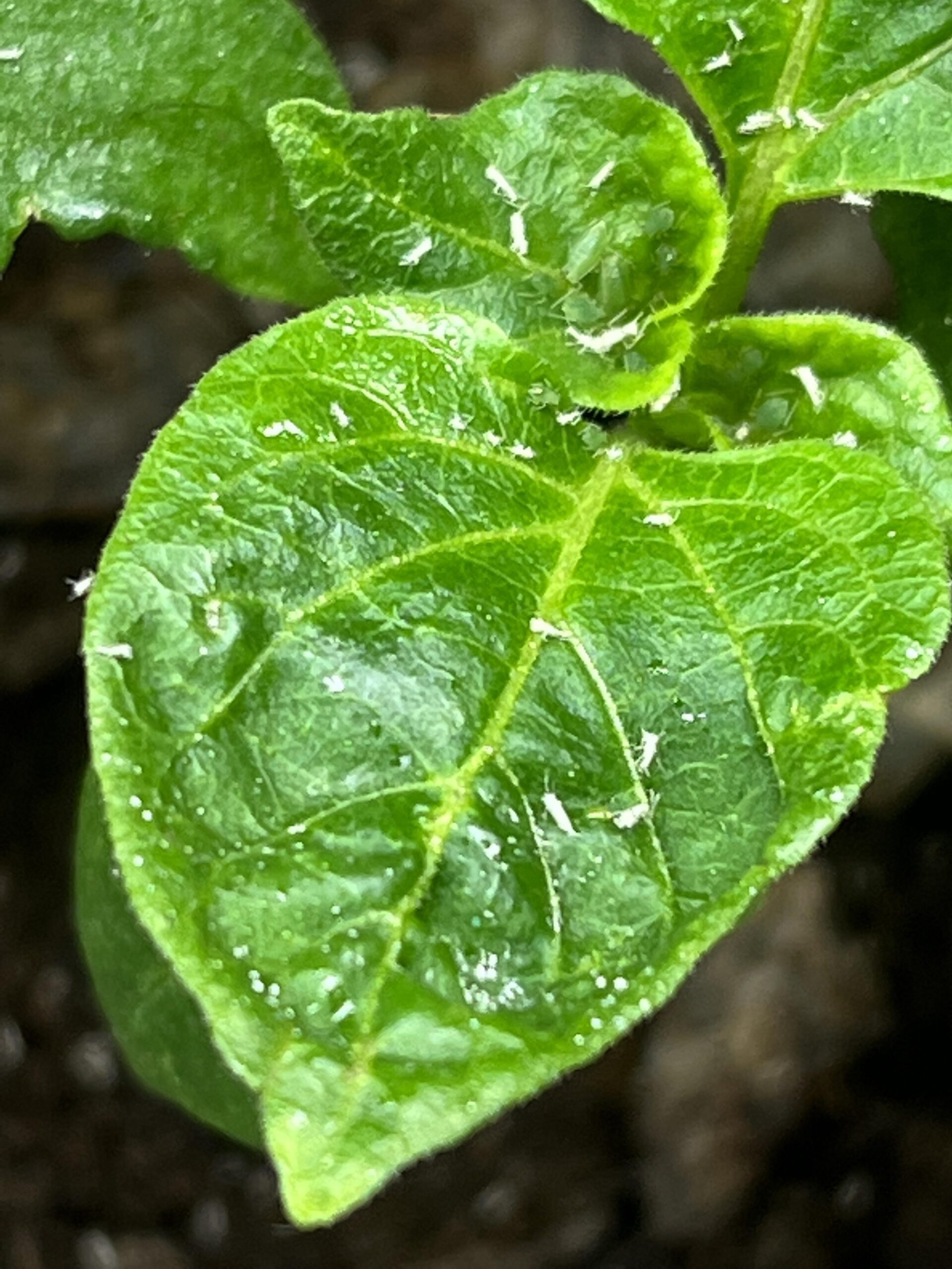 What are these tiny white bugs on my indoor pepper seedlings? Chili Chili