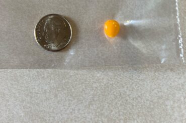 Wow! Dwarf Aji Charapita! Neighbor gave me some . Fruity spicy HOT! Has anyone thrown these in their salsa ? They are the size of a pea.