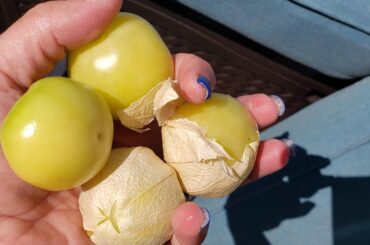 tomatillos yellowing...