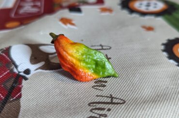 Going through my pics and came across this Ghost pepper I grew last year. Unfortunately, I had to pull a few before they were completely ripe due to the weather.