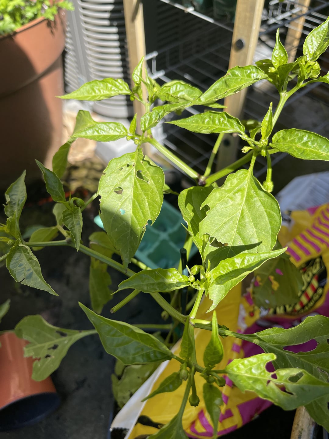 What’s eating my peppers! Chili Chili