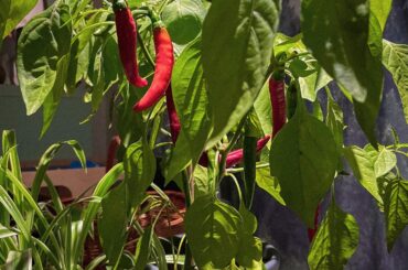 I need to harvest these. Throw me your favourite salsa recipes!