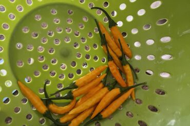 Fresh picked from my garden. I have no idea what type of peppers these are but they a really hot out of the gate but mellow out quickly. Fresh Tomatoes (steakhouse?) and cherry. Mystery peppers. Red onion, garlic, fresh lemon juice, cilantro and a pinch of salt. Very tasty