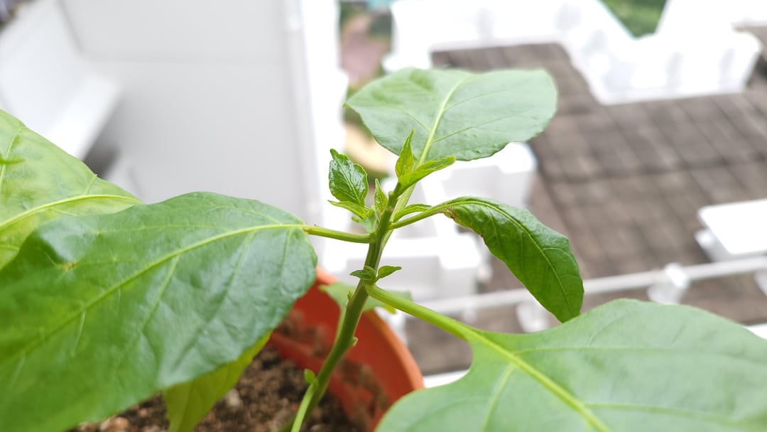 Help on my pepper plant. Some new leaves are dying off, crispy to touch and drops off. They look