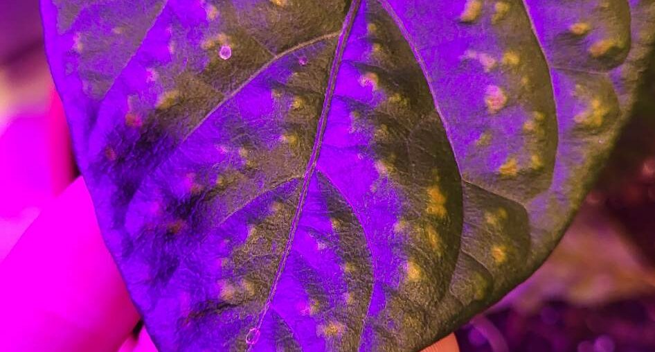 What is this on my ghost pepper plant?