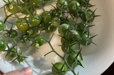 Green tomato salsa?