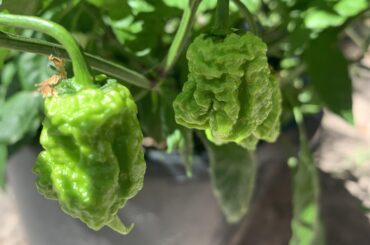 Can’t wait to make some hot sauce out of these reapers!