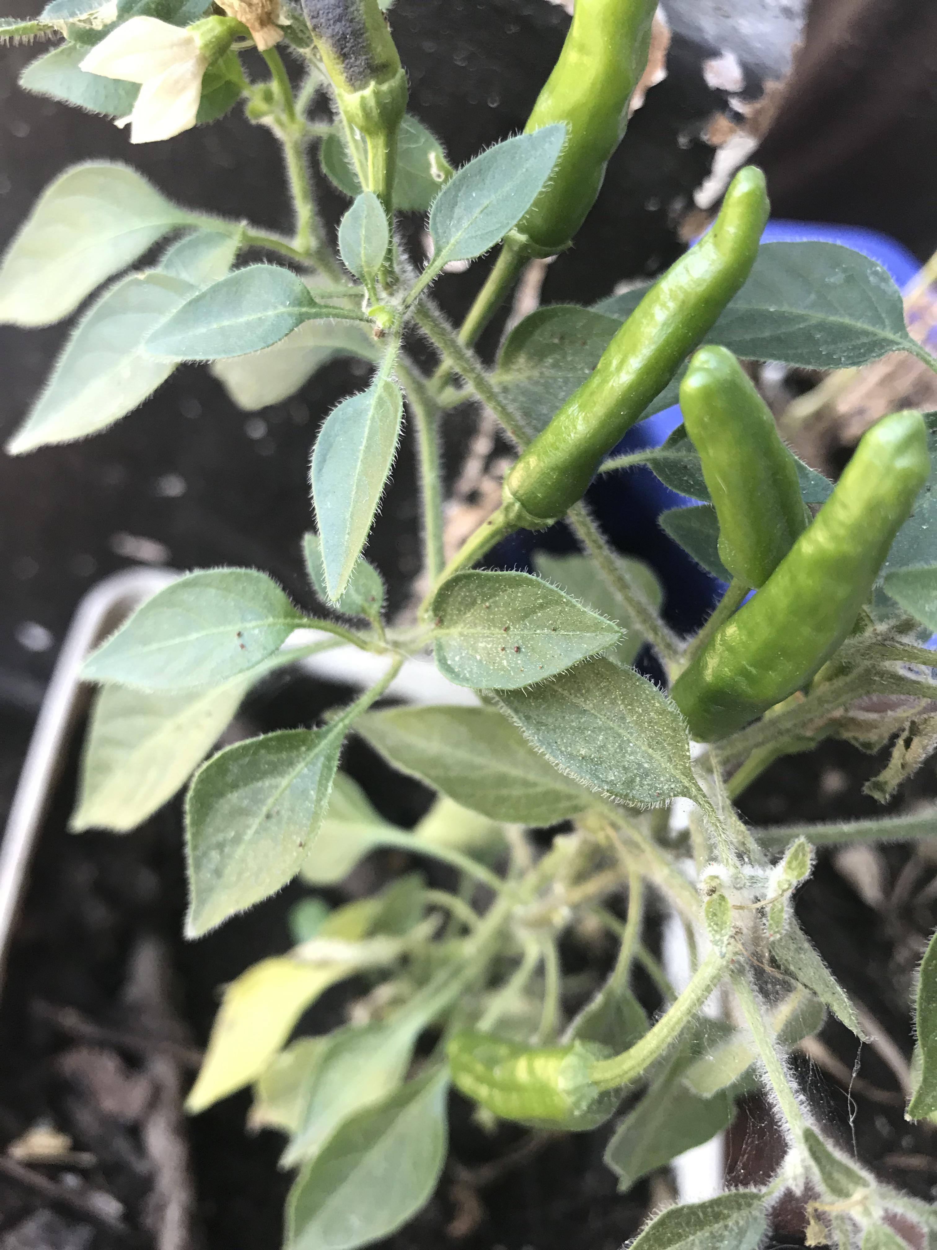 Red dots/bugs in my cayenne peppers. Should y worry? Chili Chili