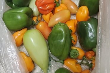 Got a bag of fresh peppers and things. What should I do with it?