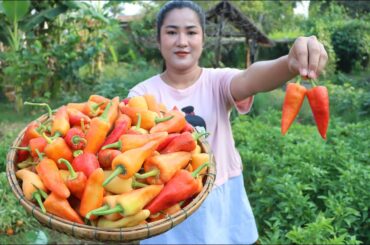 Expecting mum harvest ripe banana pepper for cooking - Ripe banana pepper recipe