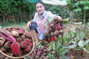 Have you ever grown or harvested Beetroot for cooking? - Yummy Beetroot recipes