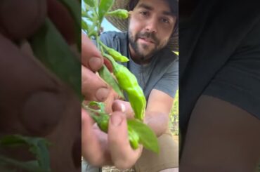 My FAVORITE Way To Eat Shishitos Peppers!
