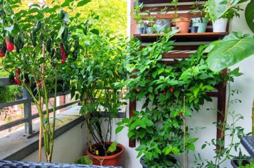 this sub encouraged me to grow my first batch of chilli's to make homemade salsa. Update on the product soonish.