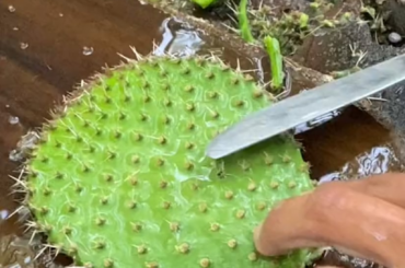Expertly cleaning Nopal cactus paddle for eating