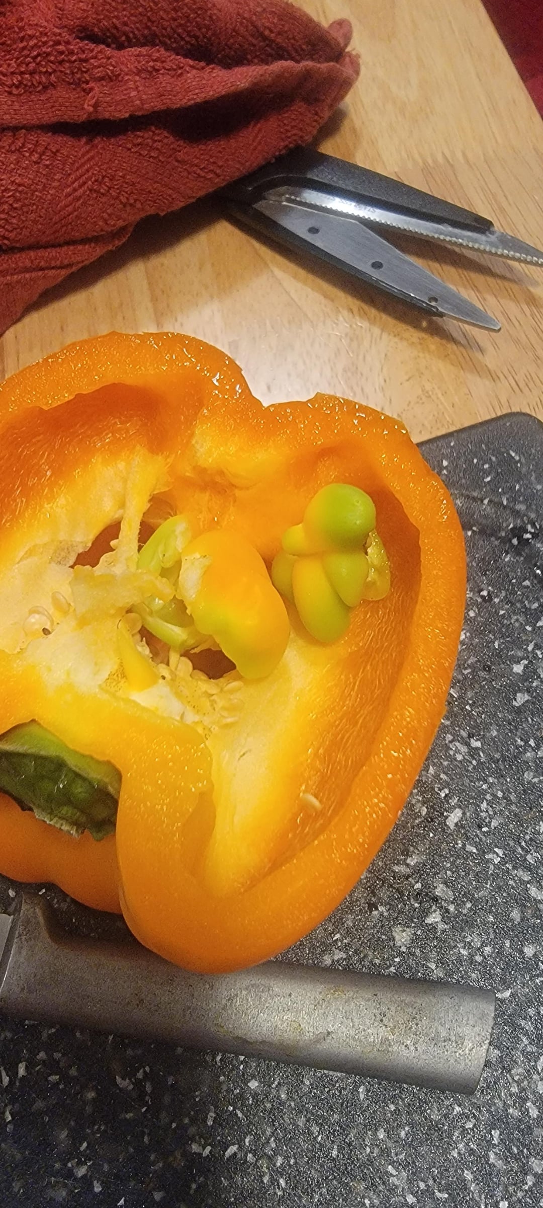 Pregnant pepper Chili Chili