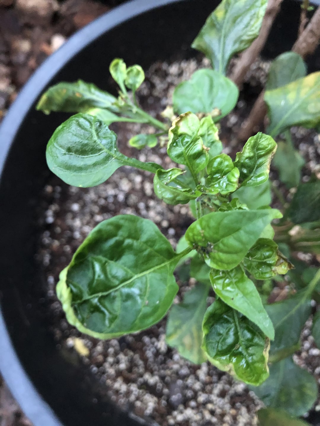 What’s wrong with my pepper plants? Chili Chili