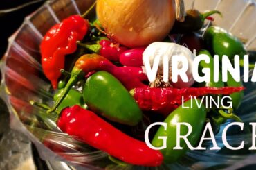 3 Pepper Hot Sauce Recipe | Easy! Use Any Pepper- Jalapeno, Habanero, Cayenne - Homemade Hot Sauce