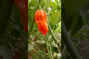 Red Hot Pepper #Shorts