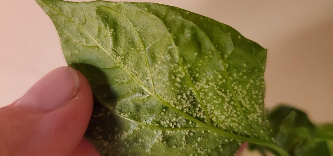 What are these white bumps on the bottom of my leaves?