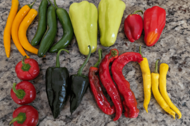 Help please! First time making salsa.