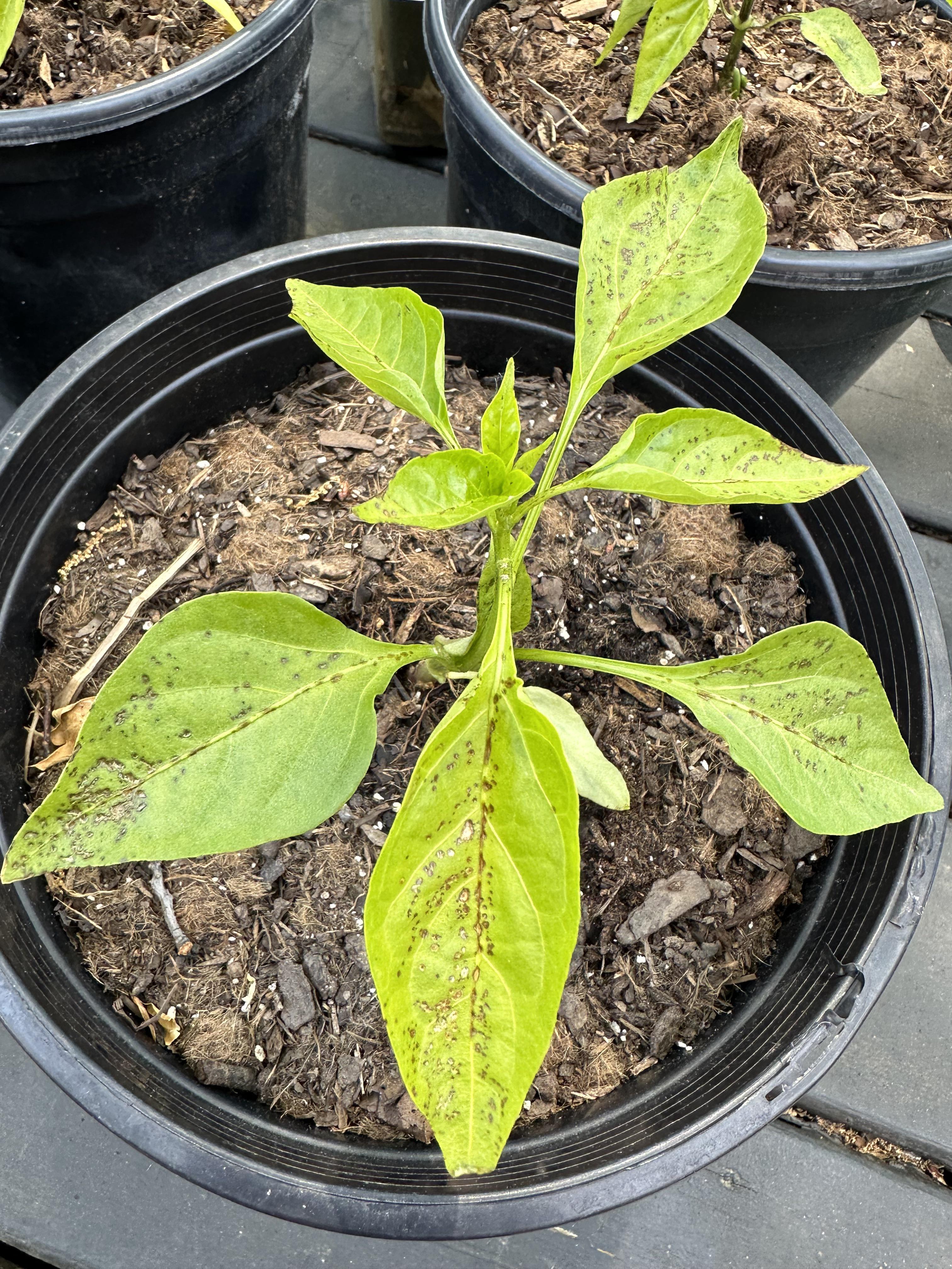 What are these brown spots on my pepper leaves? Chili Chili