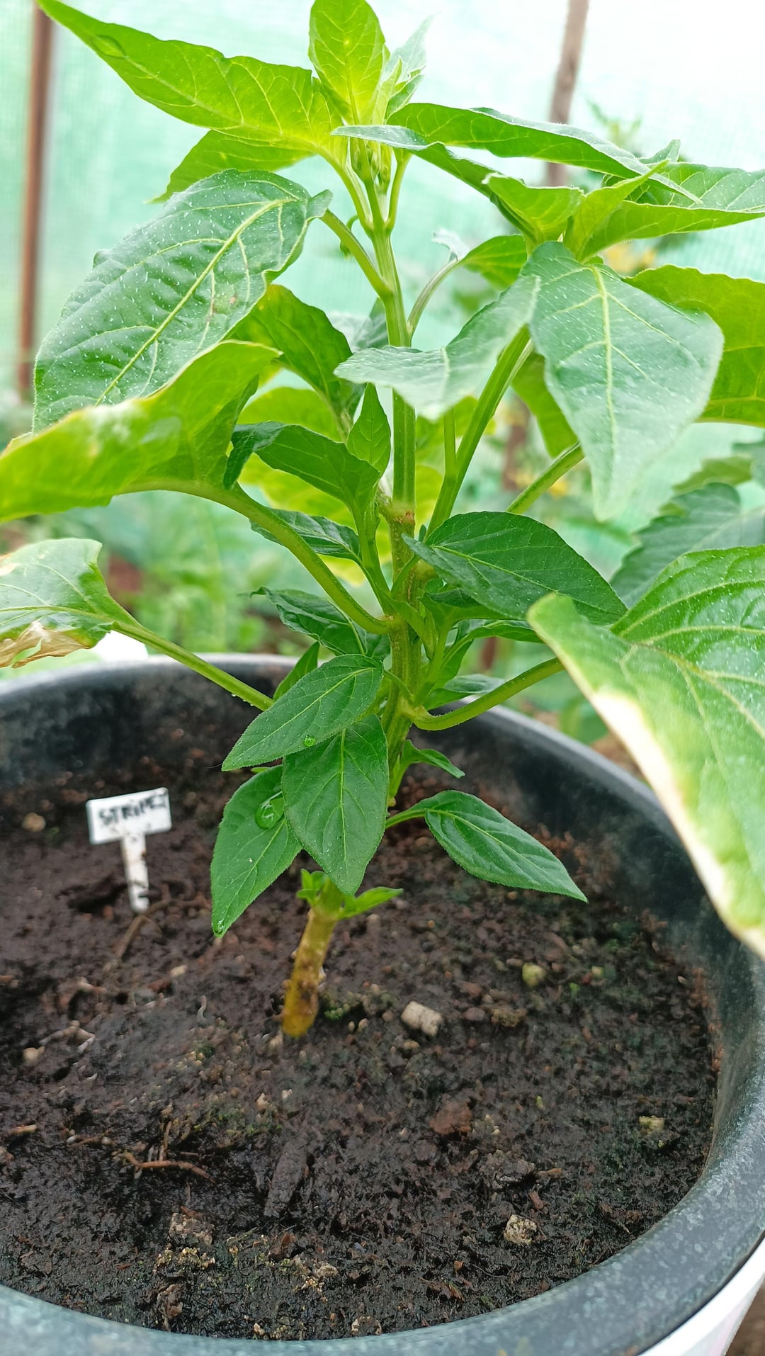 3rd Month Of Growing Chili Chili 3rd Month Of Growing Chili Chili