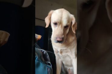 Jumbo Chili Cheese Dog