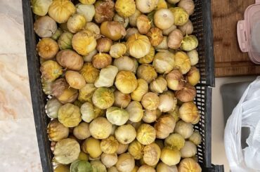 Follow up on preserving tomatillos.