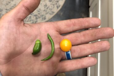 Salsa for days raised beds paid off big!