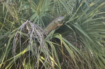 How many years does an iguana have to be good to eat?