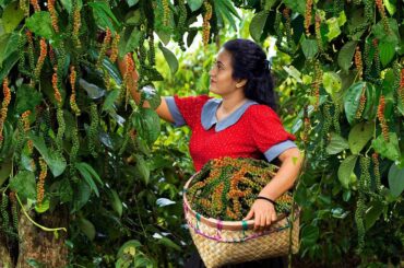 Pepper is spicy? I made sweet and many delicious dishes from black pepper|Poorna - The nature girl |