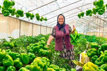 Harvesting Fresh Bell Peppers and Preparing Pickled Peppers for the Winter!