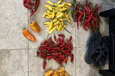 Hot sauce day!
