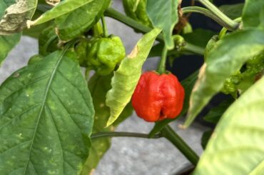 Did I accidentally cross a ghost pepper and reaper?
