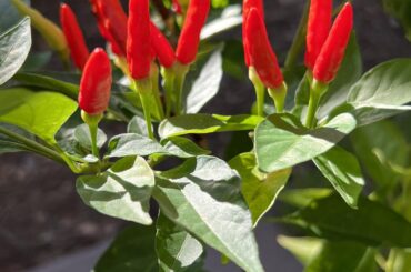 Help identifying type of pepper