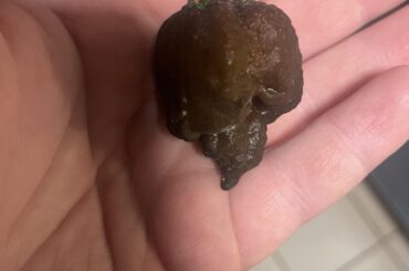 Does anyone know what type of pepper this is?