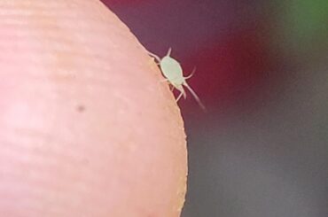 Identify this bug!