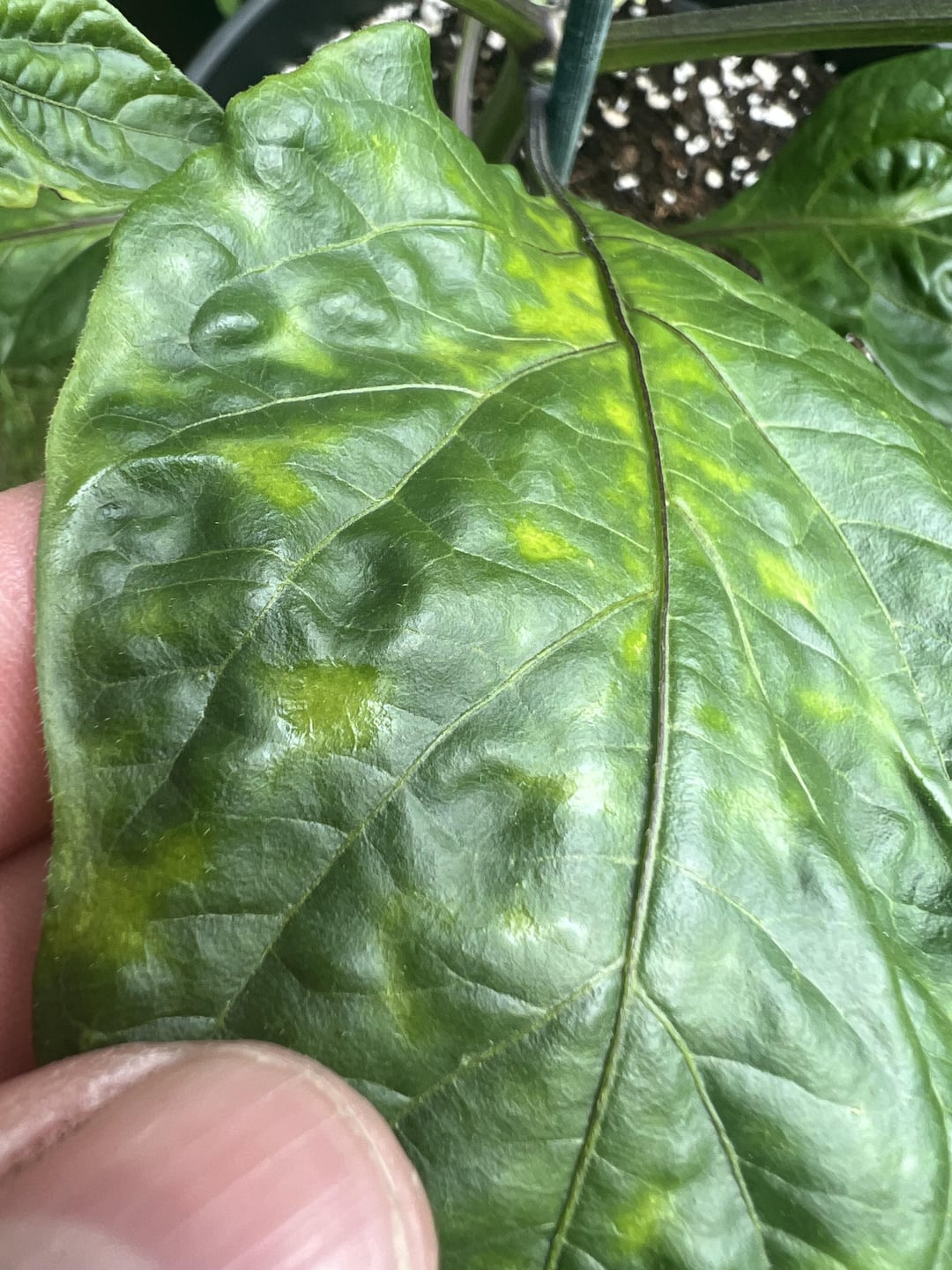 problem-identification-chili-chili