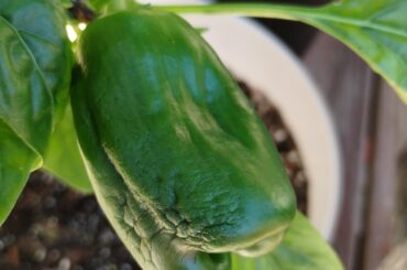 Pepper wrinklrs