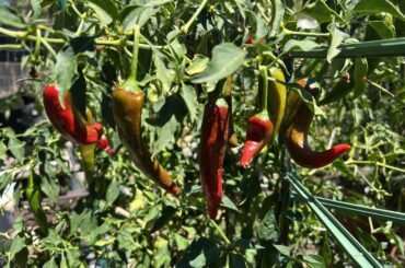 I have used Guajillo chiles in the past dried, but I grew them this year in my garden and they are amazing fresh (Mirasol peppers). I have looked for recipes to use them fresh and find there really aren't many. Any links to good recipes to use these peppers?
