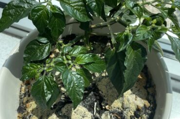 Help with indoor plant