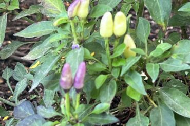 Are these bird’s eye chili’s?