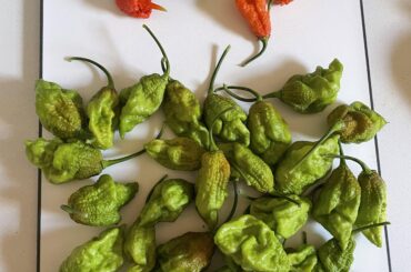 Gator Jigsaw and a few Morgua Scorpion Harvest